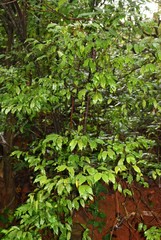 Dichapetalum gelonioides