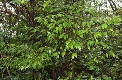 Dichapetalum gelonioides