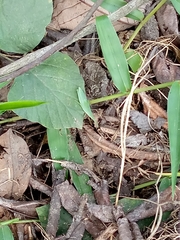 Caelifera
