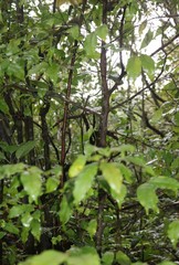 Dichapetalum gelonioides