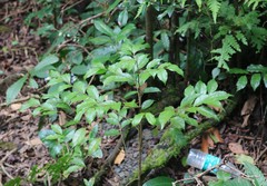 Dichapetalum gelonioides