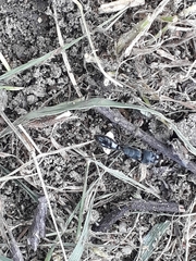 Insecta