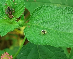 Strigoplus netravati