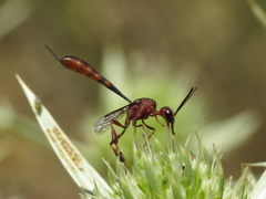 Gasteruption hastator