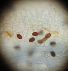 Psathyrella asperospora image