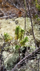 Pimelea orthia