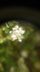 Pimelea orthia