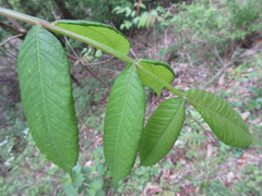 Rhus javanica