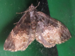 Xanthorhoe muscicapata