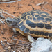 Spider Tortoise - Photo (c) Greg Lasley, some rights reserved (CC BY-NC), uploaded by Greg Lasley