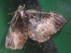 Xanthorhoe muscicapata