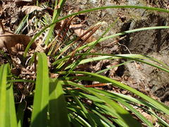 Carex morrowii