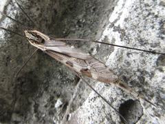 Tipula coquilletti