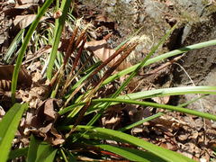 Carex morrowii