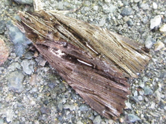 Ercheia niveostrigata