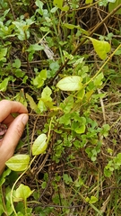 Muehlenbeckia complexa grandifolia