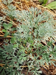 Fumaria vaillantii