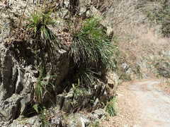 Carex morrowii