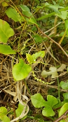 Muehlenbeckia complexa grandifolia