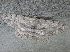 Hypomecis punctinalis