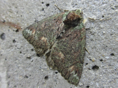 Dindica virescens