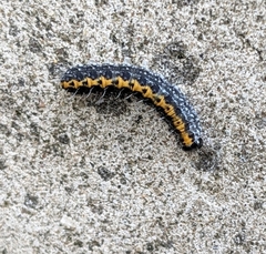 Bryophila domestica