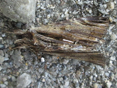 Ercheia niveostrigata