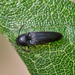 Eucnemidae - Photo (c) Bill Keim,  זכויות יוצרים חלקיות (CC BY)