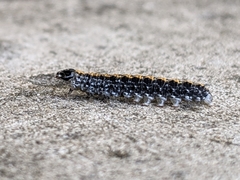 Bryophila domestica