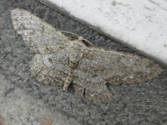 Hypomecis punctinalis