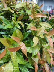 Syzygium myrtifolium