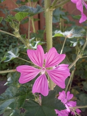 Malva sylvestris