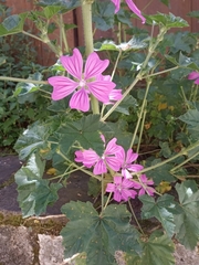Malva sylvestris
