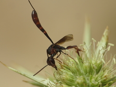 Gasteruption hastator