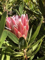 Protea × hybrida