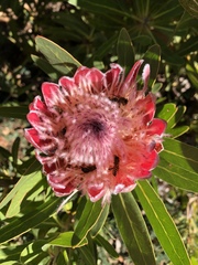 Protea × hybrida