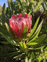 Protea × hybrida