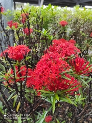 Ixora javanica