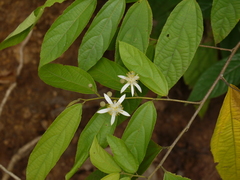 Grewia serrulata