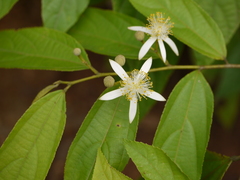 Grewia serrulata