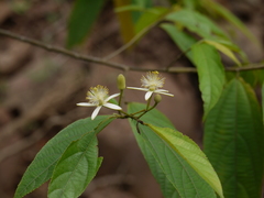 Grewia serrulata