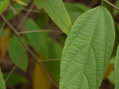 Grewia serrulata