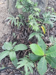 Magnoliopsida