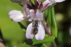 Protosmia rubifloris