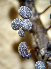 Physarum pusillum