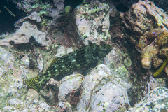 Aplodactylus lophodon