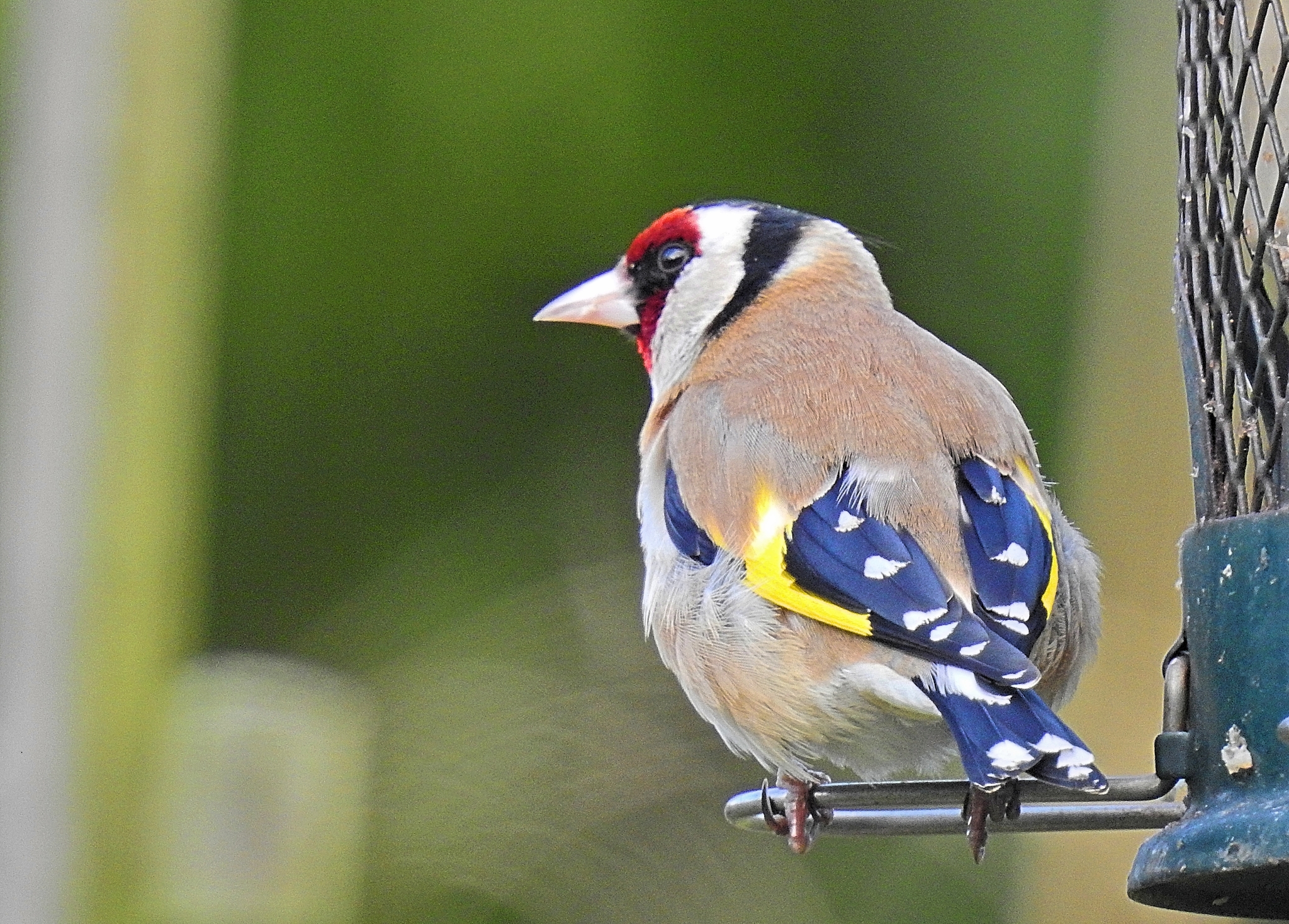 European Goldfinch