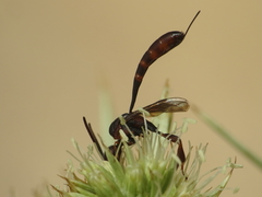 Gasteruption hastator