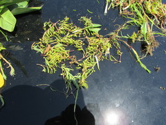 Spergularia canadensis