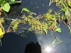 Spergularia canadensis